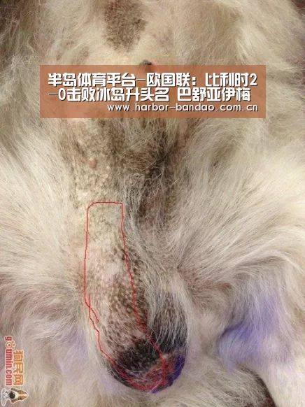 半岛体育平台-欧国联:比利时2-0击败冰岛升头名 巴舒亚伊梅开二度(图1) 半岛体育
